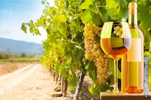Белое вино и виноградники