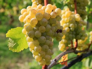 Белый виноград для вина