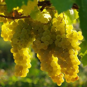Французский виноград