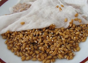 Способ проращивания пшеницы для браги
