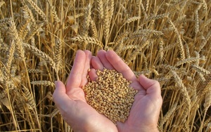 Правила подготовки пшеницы для браги