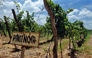 Выращивания винограда Пино Нуар