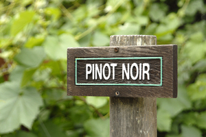Французы считают, что сделать настоящий коньяк можно из винограда определенной местности